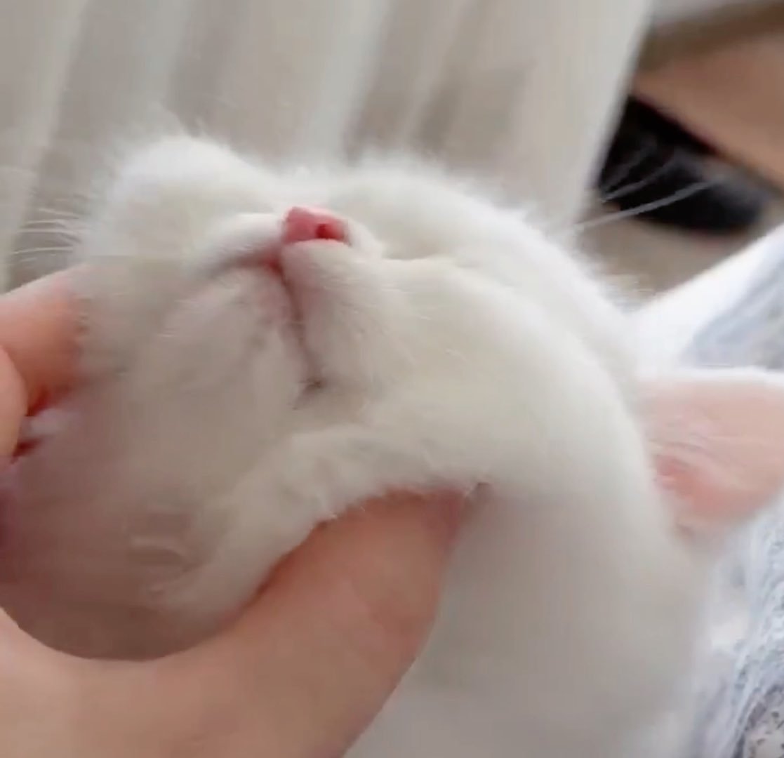 mm_cwr's tweet photo. อยากหยุมมมม อั่ยมอจิใส้ตอยี่เอ้ย 🤏🏻🥹🍓✨️

#NuNew  ⸝⸝ ❤︎ 🐈 ྀི ᵐᵉᵒʷˎˊ˗ https://t.co/rBnABkUBNy