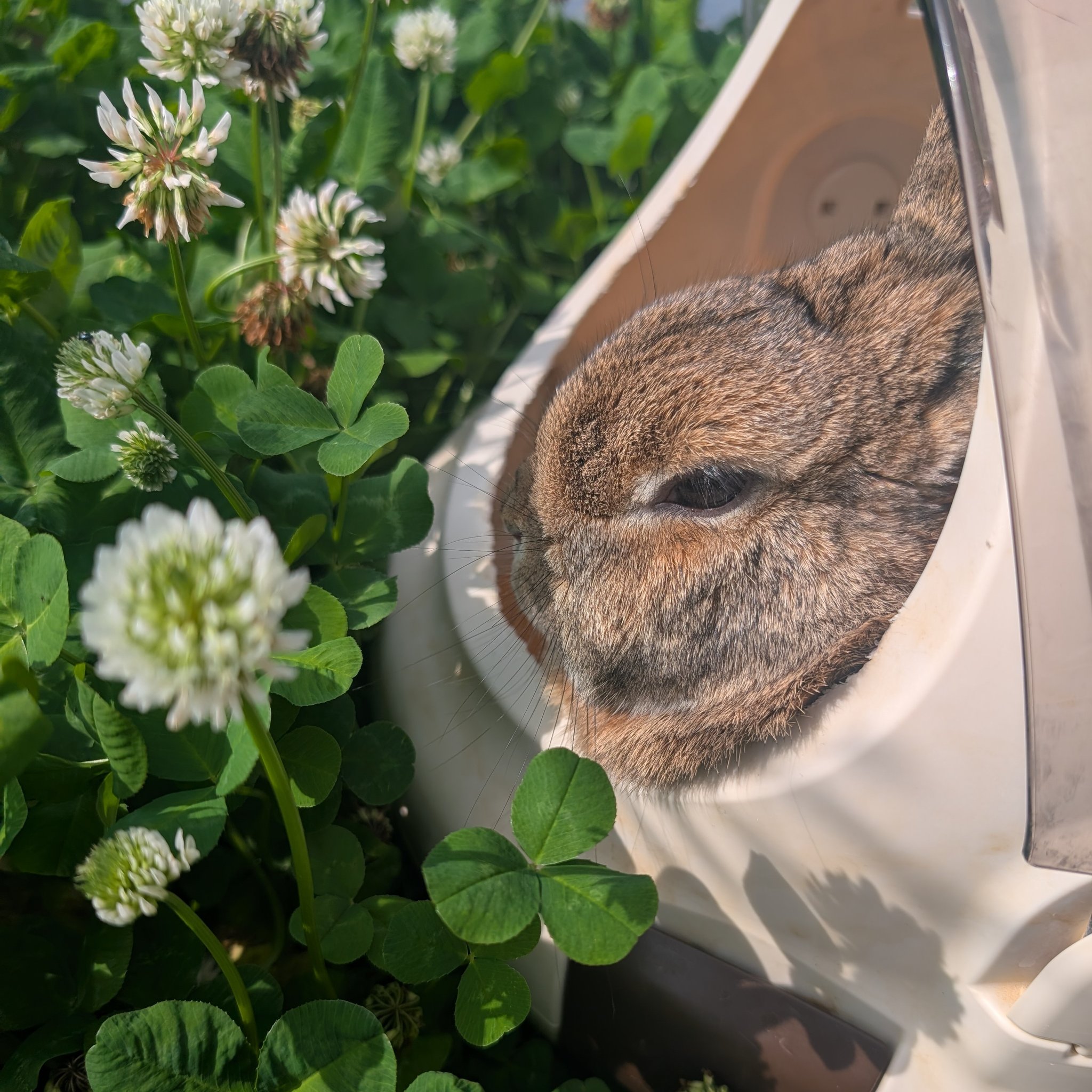 かけたま🐣 on X: 