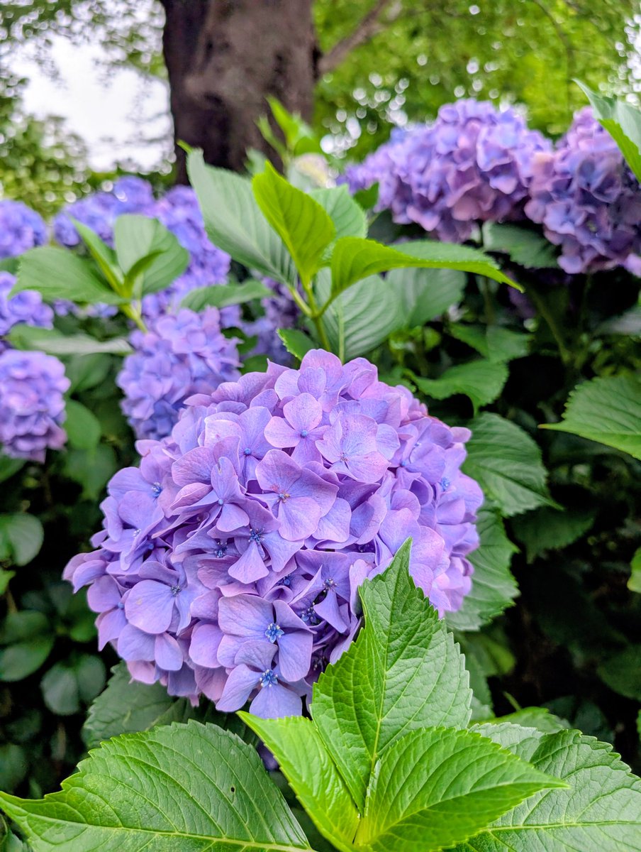 k_reko's tweet photo. 季節のお花のなかであじさいが一番テンション上がるかもしれない https://t.co/WhkTKKZUSM