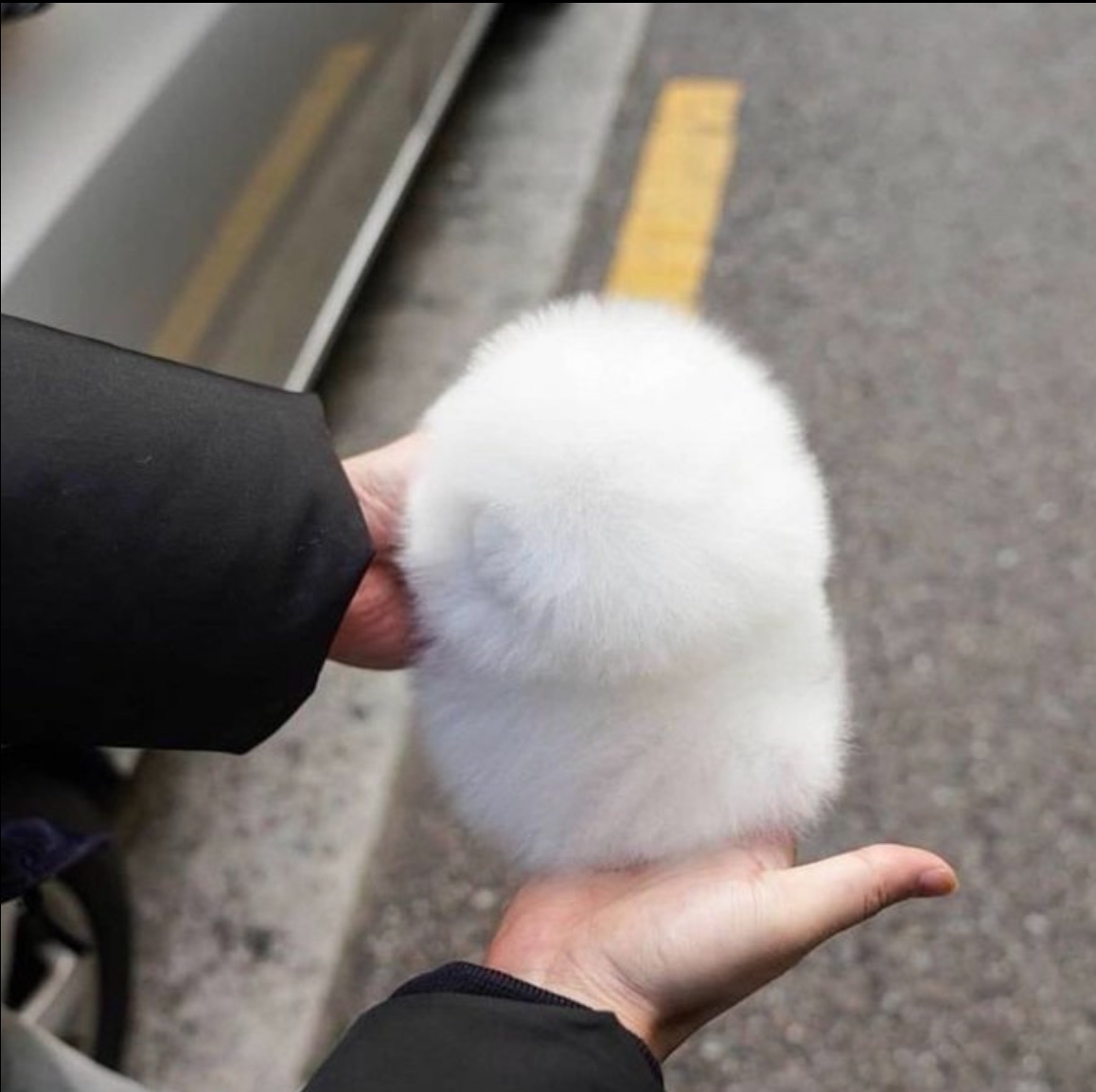 犬しか勝たん tweet media