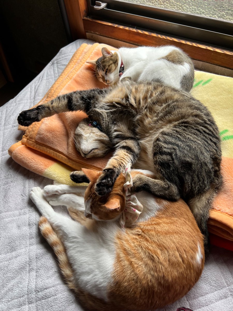 KOKORO_RI's tweet photo. 風兄ちゃん寝相悪いよ〜😅

#猫のいる幸せ
#猫のいる暮らし https://t.co/vrBi9YaRCc