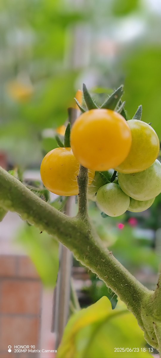 premprebhu's tweet photo. Neighborly win! Shared my extra tomato harvest with Mrs. Lee, and she brought over homemade chocolate chip cookies in return—small moments make big days. https://t.co/PcFgs2hyfu