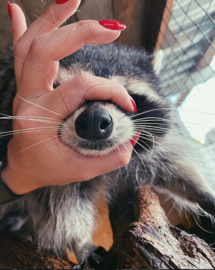 Raccoon_And_Me_'s tweet photo. Boop That Snoot! 🦝👃 https://t.co/mJ3bNS87N6