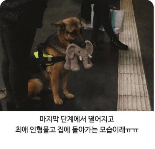1114's tweet photo. 보조견 시험 떨어지고 집에 돌아가는 강쥐 https://t.co/5Q4cxh6gDK