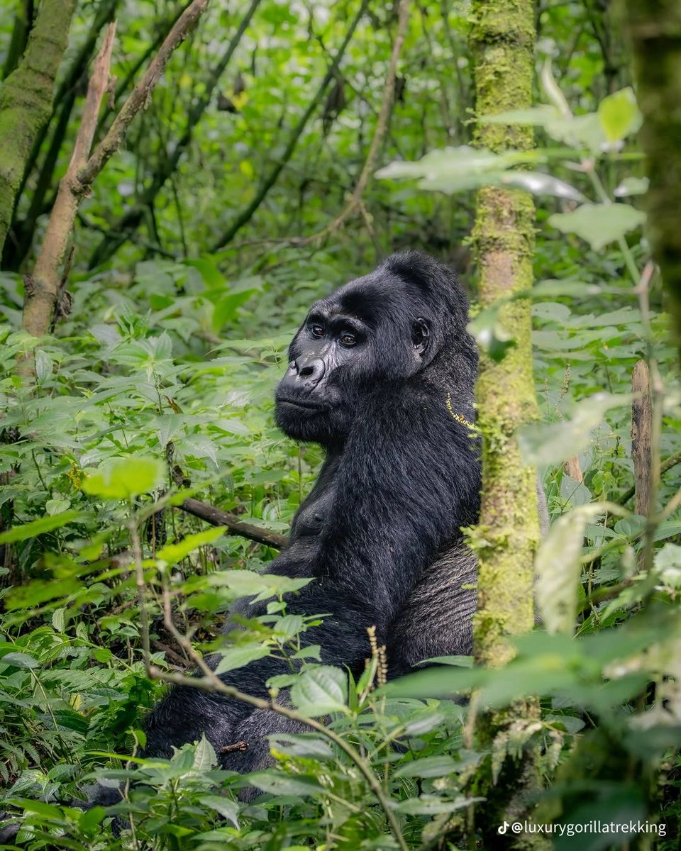MsafiriRR's tweet photo. Be Ape Happy #tourismuganda https://t.co/2jmmHBcrC7