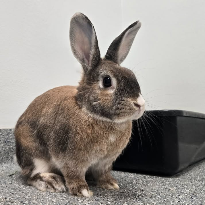 RabbitNetwork tweet picture