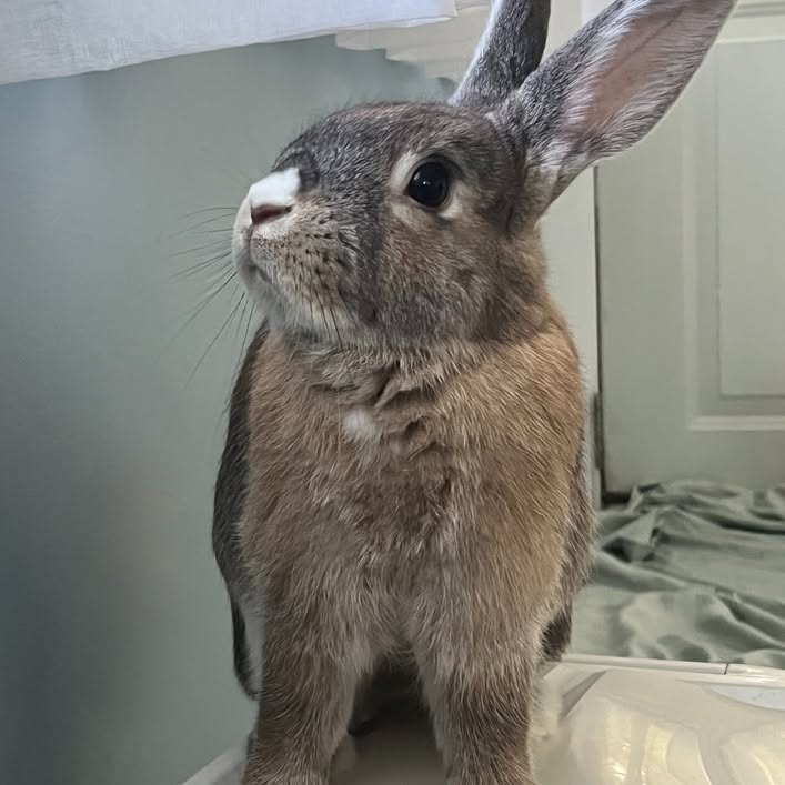 RabbitNetwork tweet picture