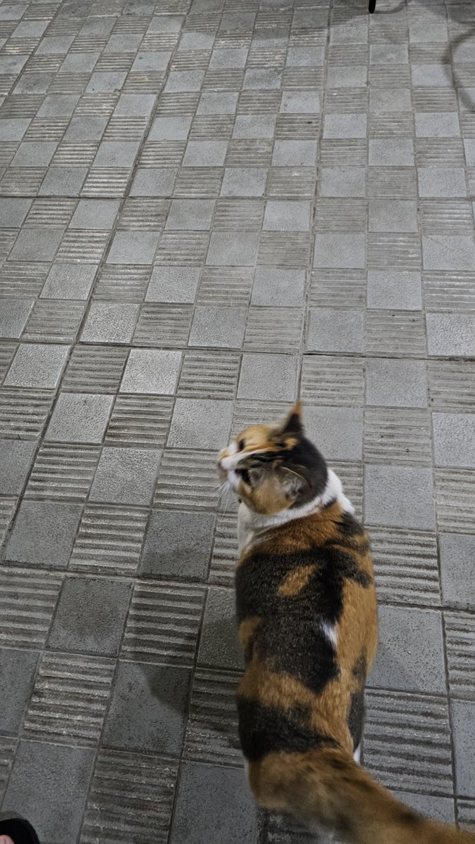 tanipopon's tweet photo. 今日のアンコ。
今夜は三毛猫のアンコがやたら付いて回る。
たまにアンコはこういう時がある。
動画だとコオロギがうるさくてわかりにくいけど、喉を鳴らしてた。
#猫のいる暮らし
#猫がいる生活
#今日のニャンコ https://t.co/J4uyGYHJjF