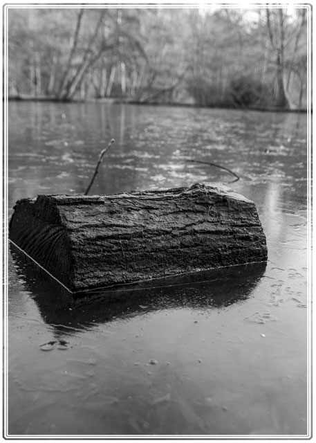 photos_dsmith's tweet photo. A log sits in the #frozen #pond in @Bramall_Hall #park on a #winter #walk surrounded by #trees and #shrubs, this pond does not get much #sunlight during the #wintermonths #Stockport, #blackandwhitephotography #outdoorphotography #localphotographer more at https://t.co/VilcfnO0ps https://t.co/A7U7yBBl3E