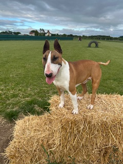 millypod1's tweet photo. 🆘15 JUNE 2026 #Lost Torro #ScanMe
YOUNG English Bull Terrier Male
Wyngate Drive #Leicester #Leicestershire #LE3
Has been spotted this morning 8am around Fullhurst’s school, Wyngate Drive and Bosworth Street.
https://t.co/b6VBNZEh2W https://t.co/3bTIcYUFAz