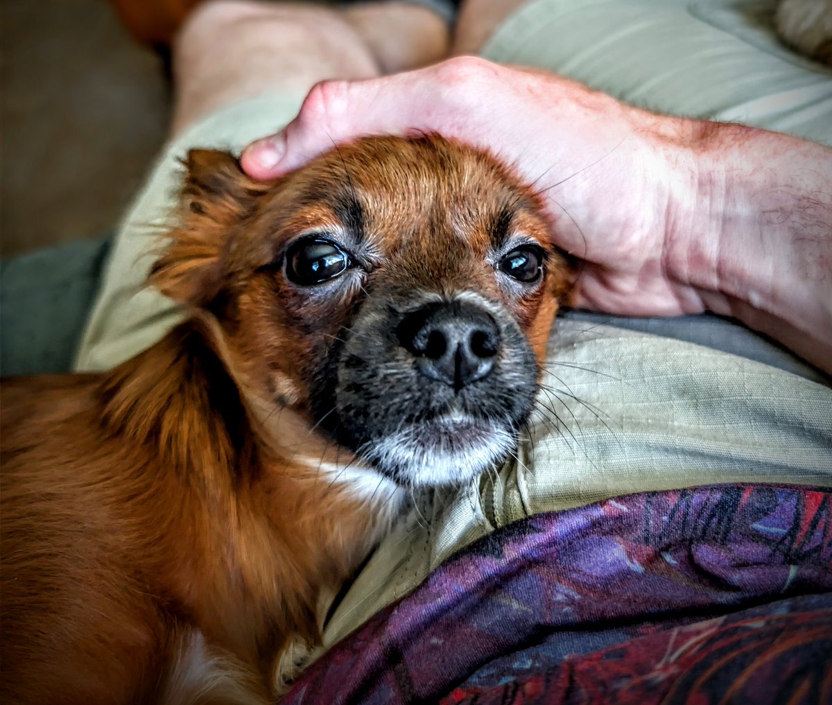 slowvibration's tweet photo. This pup ❤️ https://t.co/QgR6BYqVif