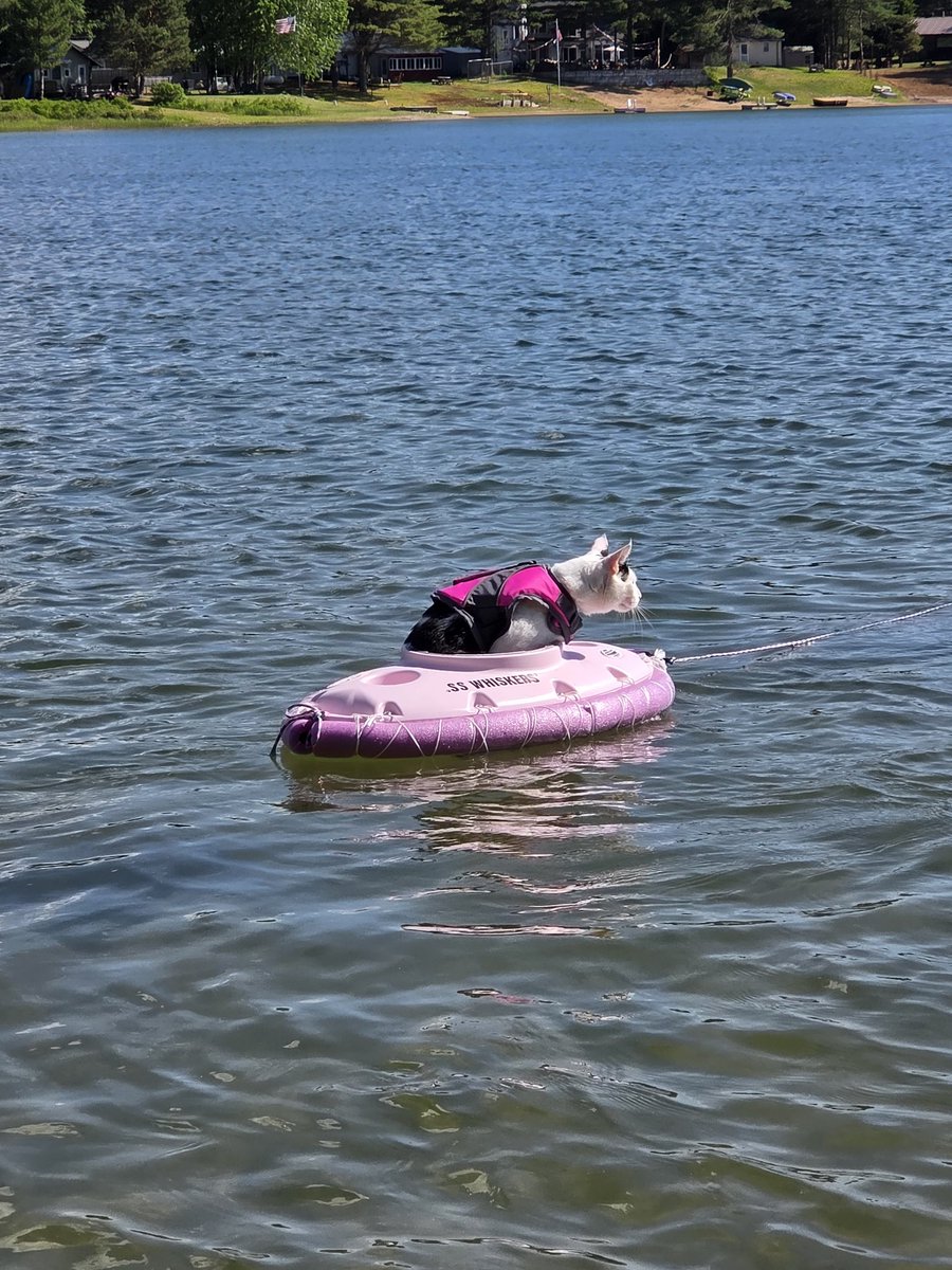 TheSprinklesCat's tweet photo. Furrends, SS WHISKERS sailed again! We were out on Saturday! It was purrfect weather! Sunny skies, nice air temp, + light winds! Hope mew have a purrfect #MovingMonday! #cowcat #CatsofTwitterX #AdoptDontShop #StaySafeFurrends https://t.co/kyt7wQRSa8