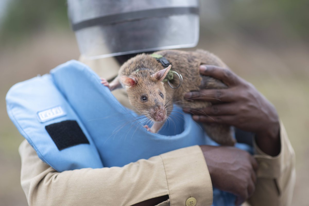 herorats's tweet photo. The Summer #RATATHON has officially wrapped up! ๐
Together, streamers, creators, and supporters raised an incredible $41,571 for APOPO โ more than double our original goal. Thank you to everyone who streamed, donated, and spread the word. ๐
#CharityGaming #TwitchForGood https://t.co/ihBDS4qOQN