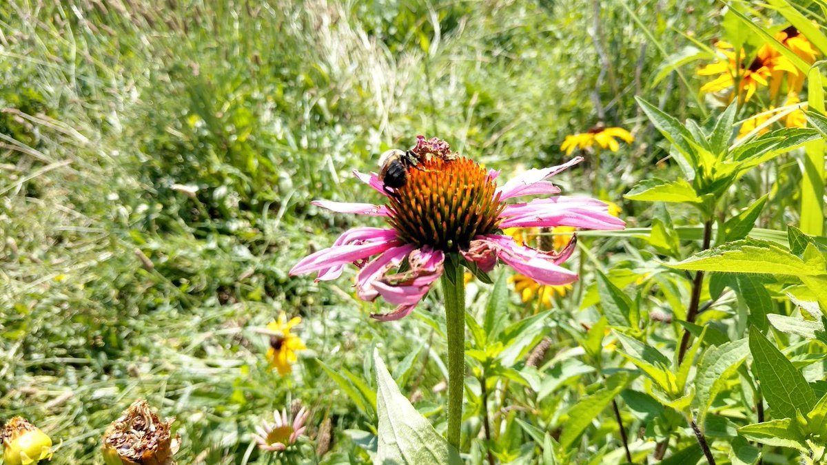 mbruning81's tweet photo. Happy Pollinator Week! Did you know that @ODOT_Statewide has a program to establish habitat for pollinators in our right of way? Not only does it help pollinators, but it also saves taxpayers about $1.8 million in mowing expenses. Learn more at https://t.co/NuLPq6WJqM https://t.co/ejj3VzFizZ