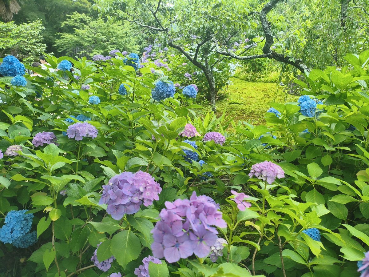 raitan4649's tweet photo. ほんとに色々咲いててええお寺でしたわ！
#俺の紫陽花2026 https://t.co/oUix43L5if