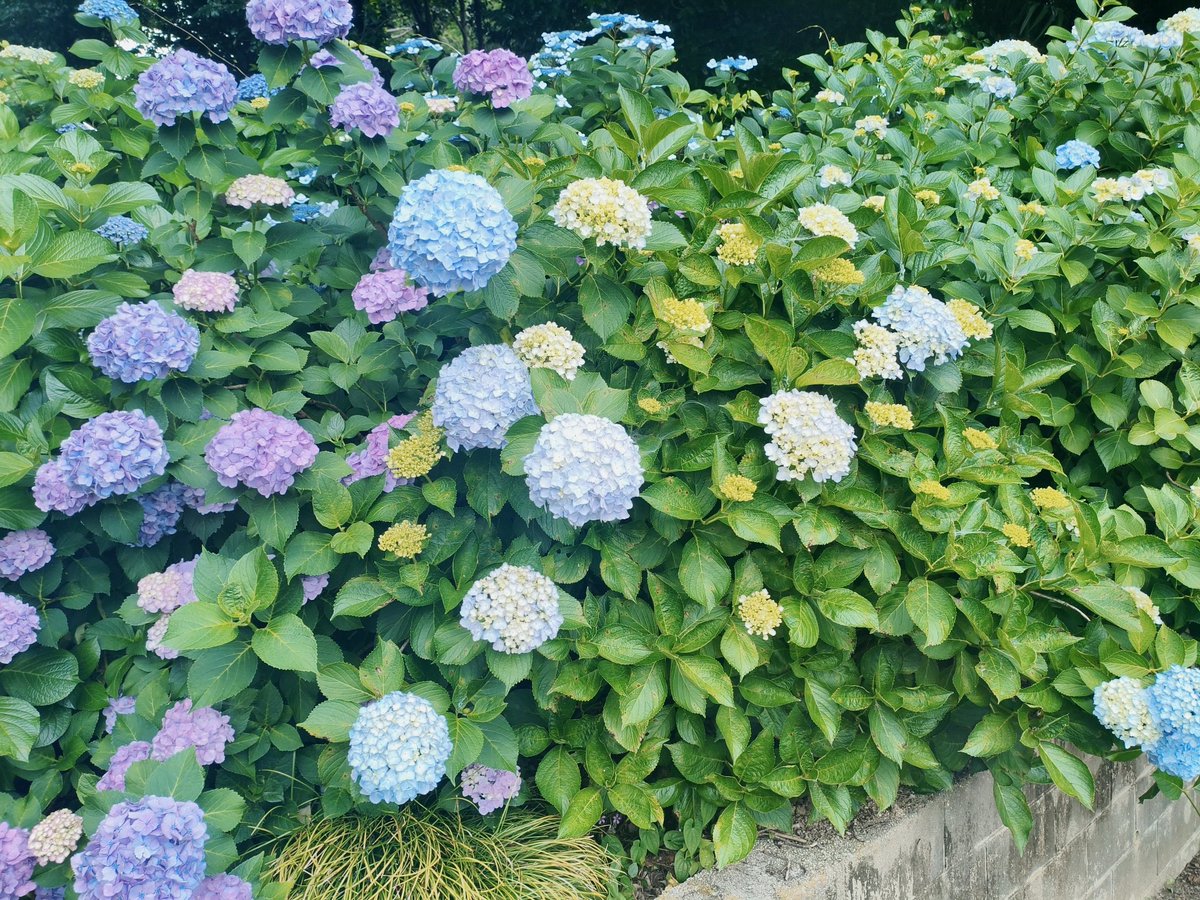 raitan4649's tweet photo. ほんとに色々咲いててええお寺でしたわ！
#俺の紫陽花2026 https://t.co/oUix43L5if