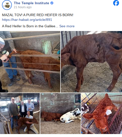 chrisbrunet's tweet photo. Red Heifer update: 

In a report published yesterday by the National Institute for Red Cow Research and shared by the Temple Institute, researchers announced the birth of a red heifer calf named Tamima on a dairy farm in the Galilee Mountains.

“A Red Heifer Is Born in the Galilee,” the report stated.

According to the institute, the calf was born after a dairy cow was inseminated with a Red Angus breed.

The calf was recently examined by Rabbi Azaria Ariel, a member of the research team and a longtime scholar of the red heifer commandment. The report said Ariel “found that she was pure in her redness.”