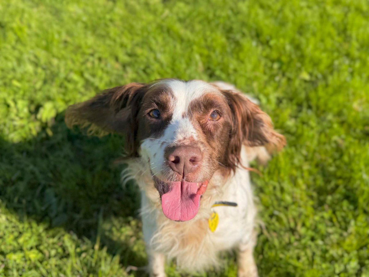 DT_WestCalder's tweet photo. Meet the beautiful Wren! ☺️ She is a loving and playful girl who absolutely loves nothing more than a good old tennis ball! 🎾

Wren is best suited to a family with children over 10 years old and enjoys being the sole canine companion in the household. While she may initially be a bit shy, Wren warms up quickly and becomes more comfortable with time. 

Could you give Wren her forever home? Apply here 👉 https://t.co/XWr2HdCWUe

#AdoptDontShop #DogsTrust #SpringerSpaniel @DogsTrust