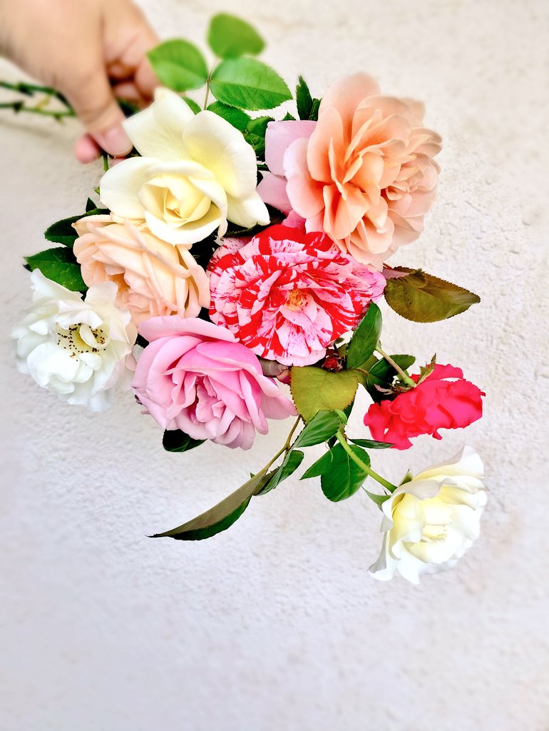 nekononeko3's tweet photo. #薔薇　#バラ　#ベランダブーケ
ベランダの薔薇毎日何かしら咲いてくれます☺️

たまに食べに行くお店で娘がいつもバタフライピーティーを頼みます。レモンを搾りいれると色が変わるの楽しいみたい。
苗を見つけたので育ててみました。
なんて良い色の花。
もっと大きくなったらお茶にしてみようかな。 https://t.co/CMKVCajZt2