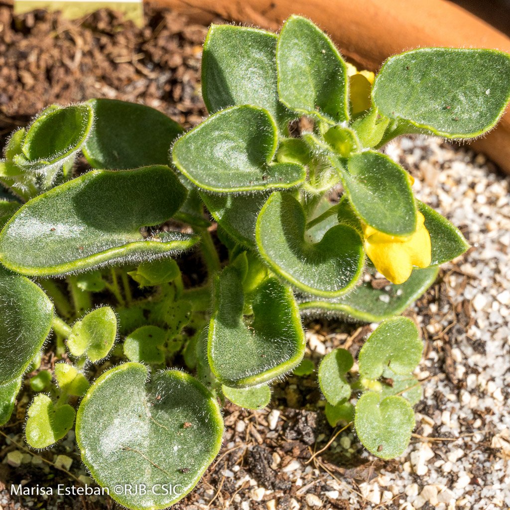RJBOTANICO's tweet photo. Gadoria falukei es una joya botánica: un endemismo exclusivo de la Sierra de Gádor, en Almería, y única especie conocida de su género. Rara y muy amenazada, parece que se adapta al @RJBOTANICO 🤞🏼 https://t.co/dGNChtXilr