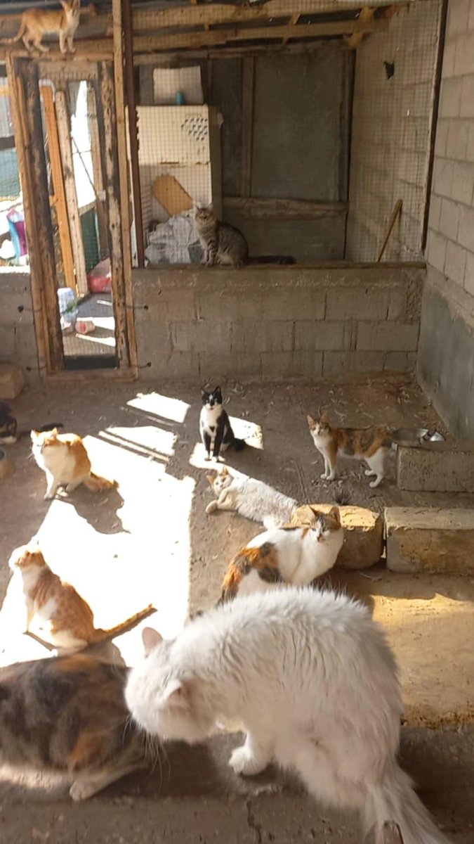 LoverHomeless's tweet photo. 🫂🌿🙏 My dear most wonderful friends, these days are long and filled with suffering and fear, but even despite this, I try to find a gentle moment with the animals or a joke with my wife and children. If this is all that life is to be for any of us, my dear friends, they I must make the most of them and try to make my family happy at the very least. The financial situation here leaves us feeling mostly hopeless and fearful, but I am doing whatever I can to get by. Your assistance with this makes me very happy and feel very lucky, my dear ones. The cats are very thankful for you too, because otherwise they would have no food at all and our shelter would never even have been rebuilt after it was destroyed. I hope that you will still try to help us because the cats aren't going anywhere, and there are new kittens to look after and some other errands to complete with the shelter, my dear ones. Any spare food I have I would like to share with the stray cats from time to time and to give to our friend Hisham to help with the dogs. Unfortunately we ran out of dog food but there's still enough meat to our dog Lisa for now, and I hope to be able to buy some more soon. For our camp I would like to take them to the store to buy essential items and ingredients, or I will give them money via the banking app to help them this month and I hope we can raise enough in donations to provide for their medication costs. Any part or contribution that you can give would make me very happy and relieved, my dear friends. I know you have big hearts and want to continue to help us here in the heart of 🇵🇸🕊💔#Gaza.. 🙏🇵🇸🐾🫂🥰🌿♥️😻🙏💚

Our Cat Shelter (and for our new dog)+ My Family's Funds 
🐾🐈🥺🫂https://t.co/2GC5exChC8 
Our Cruelty Free Kitchen + Camp
🫂🙏🇵🇸https://t.co/fIVCEUy1Da 
Paypal (For faster access - please write if you'd like it to go to the Camp or the Cats) 🆘️🫂🙏🐈⛺️🇵🇸💚🚨 https://t.co/kgC14M7YIm