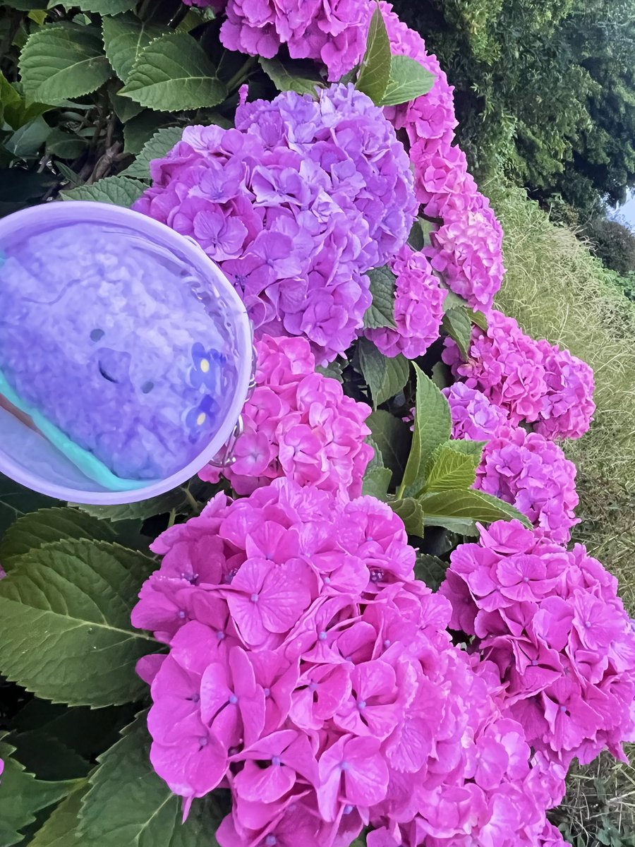 ppzuke_9's tweet photo. あじさい祭りに行ってきたよ♪
お連れしたのはもちろん紫陽花にっこさん
💠💠カタツムリにっこさんも！
たくさん堪能してきました( ¨̮ )⟡.·💠 https://t.co/2vu0FzN31t