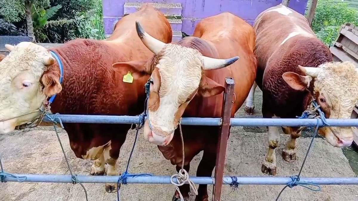 🌽 ᵃˡᵉʲᵃ tweet media