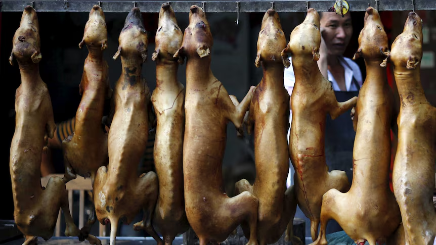 grandsoldeus's tweet photo. Stop eating dog scrotum, snakes, rats, frogs, bats, insects, you libtard. 
They even have a recipe @YouTube Tutorial. Idk why @peta didn't report it. People are so vile. 
https://t.co/Wx3DgEiG1q
Bring more bots who are hiding behind VPN. 

@aravind help me fight them.
#helevier https://t.co/zJ1Usx7acv