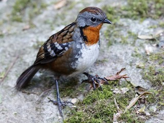 BuhosNo's tweet photo. Colaespina de Temminck (Orthonyx temminckii)

Paseriforme de la familia Orthonychidae endémica del este de Australia. https://t.co/LTzZJVIJA0