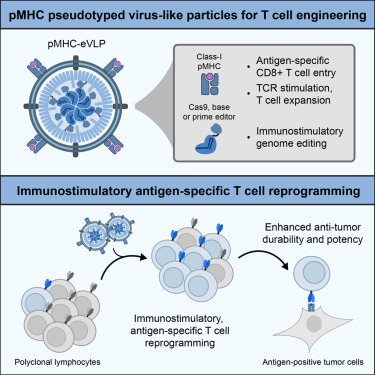 LabWaggoner's tweet photo. Peptide-MHC-targeted engineered virus-like particles enable selective priming and gene editing of tumor-specific T cells @CellReports @davidrliu
https://t.co/MRs2rreE4H https://t.co/5Bo8794VPR