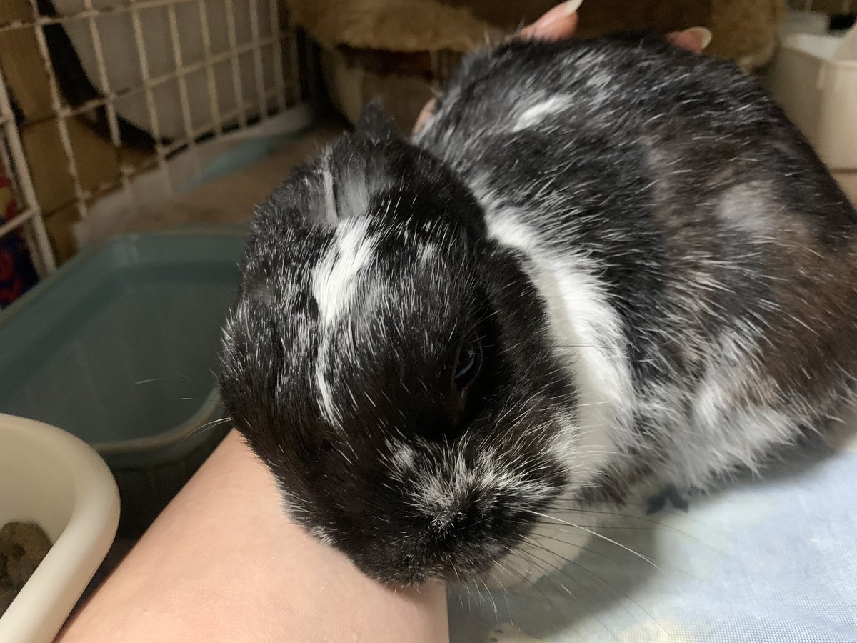 kenkenlip7's tweet photo. 私が産んだ(確信)

#うさぎ
#ミックスうさぎ https://t.co/qQQzevZ8TR