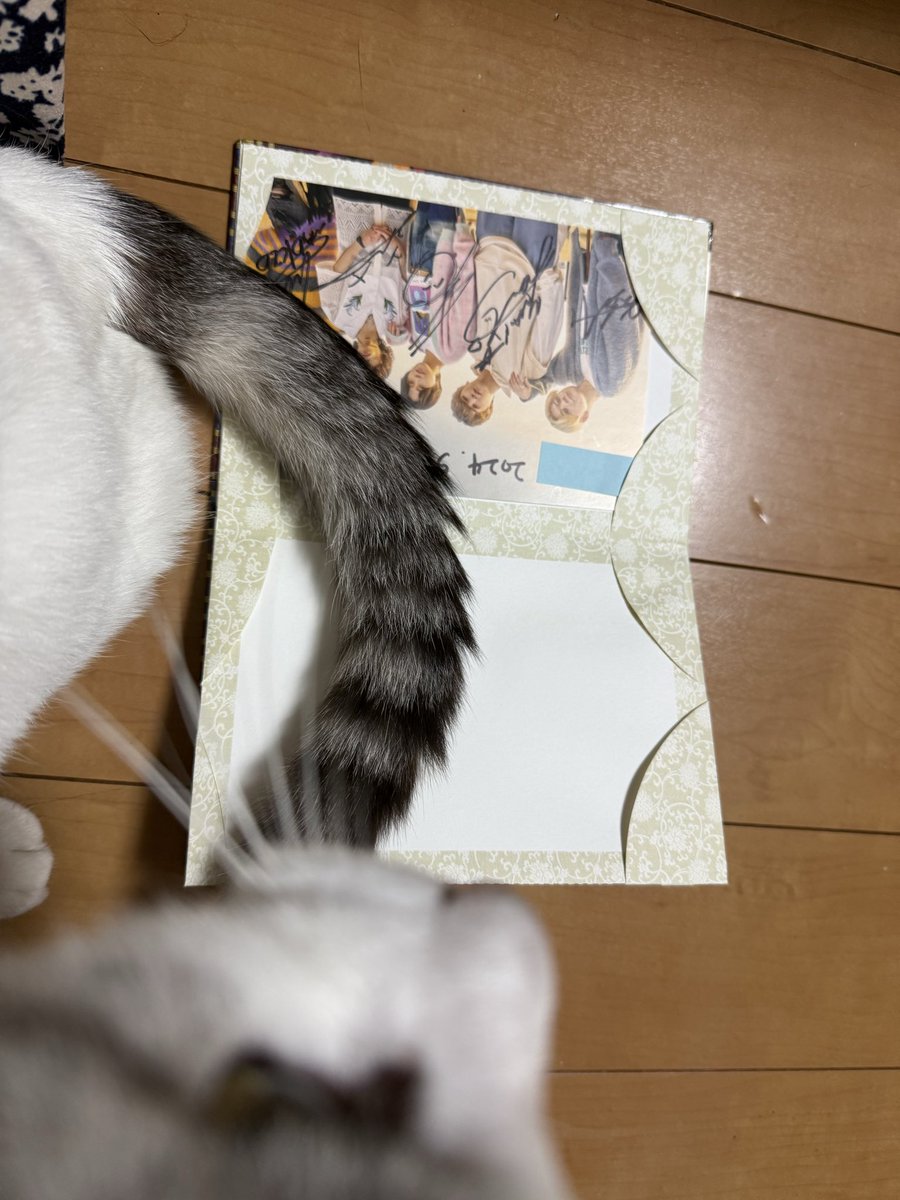 hirogont's tweet photo. 頼んでいた御城印帳が来ました
これからいろいろなところ行って集めるぞ！
とりあえず入れるものが無いので推しのポストカード入れてたら猫が乱入😅
都合が悪いと前を向かないニャン太
#御城印帳
#猫 https://t.co/lM2W6Z9Hd4