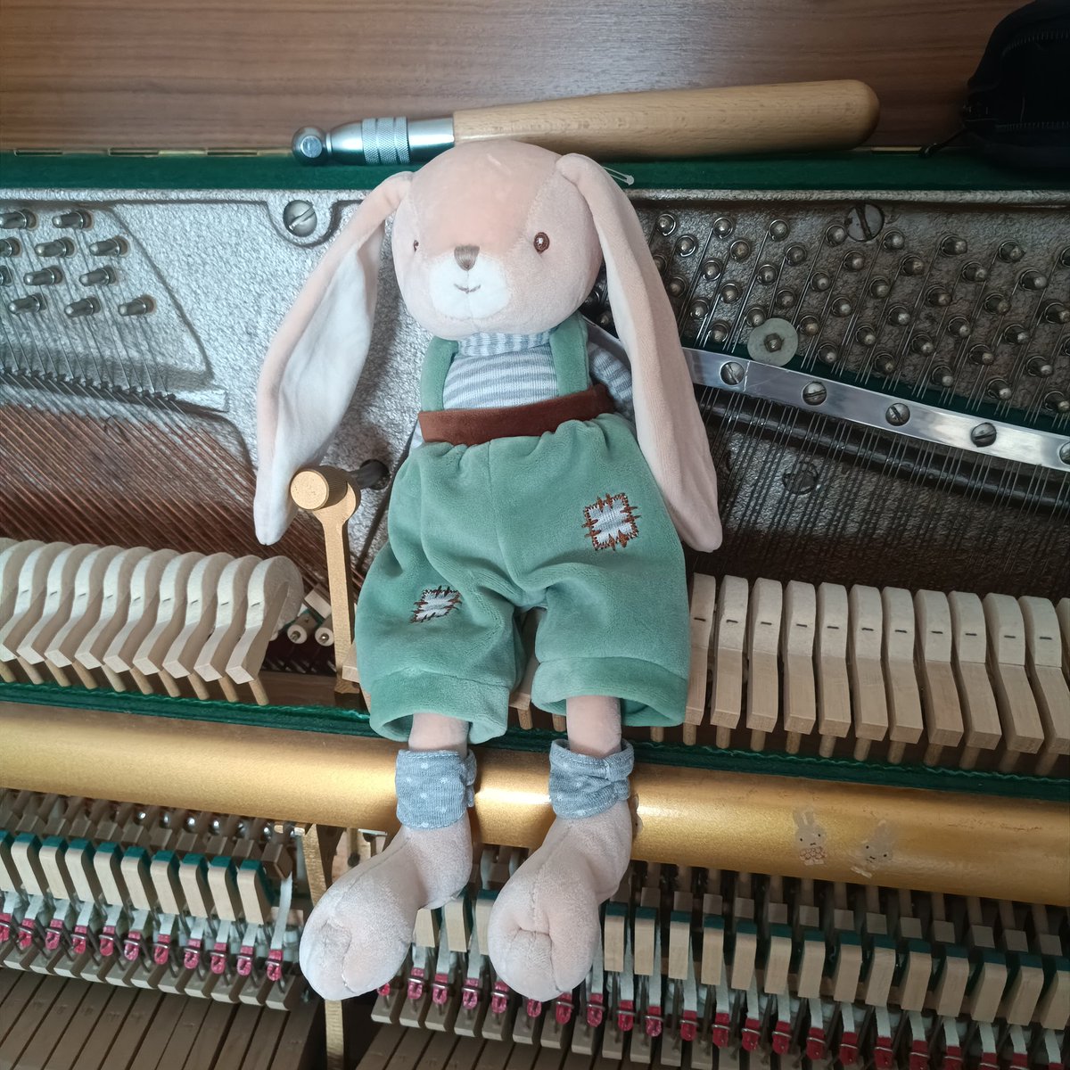 bunnysquire's tweet photo. got another friend https://t.co/m6H4wyaczv