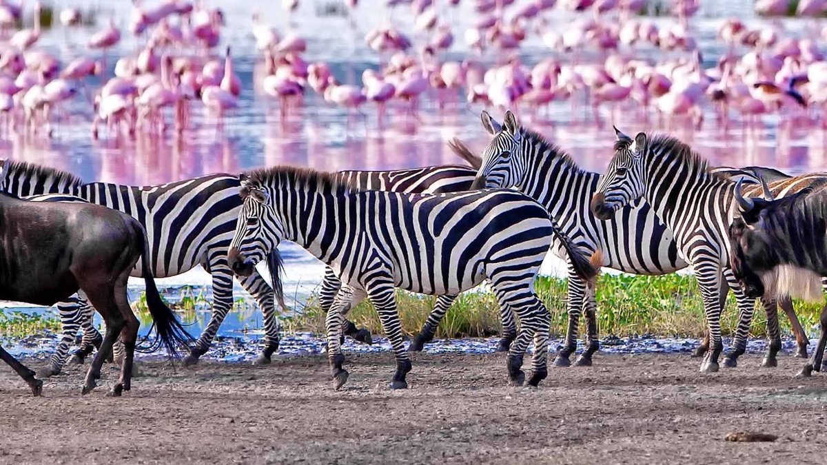 CreamTours's tweet photo. Discover the beauty of Lake Manyara National Park, famous for its tree-climbing lions, flamingos, and stunning scenery. A hidden gem for travelers seeking unique safari experiences.  Book your adventure today.  info@creamtoursandsafaris.com https://t.co/UBLDL8OY6u