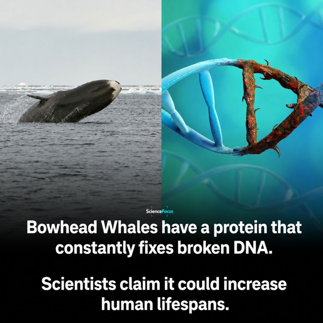 ScienceFocus tweet media