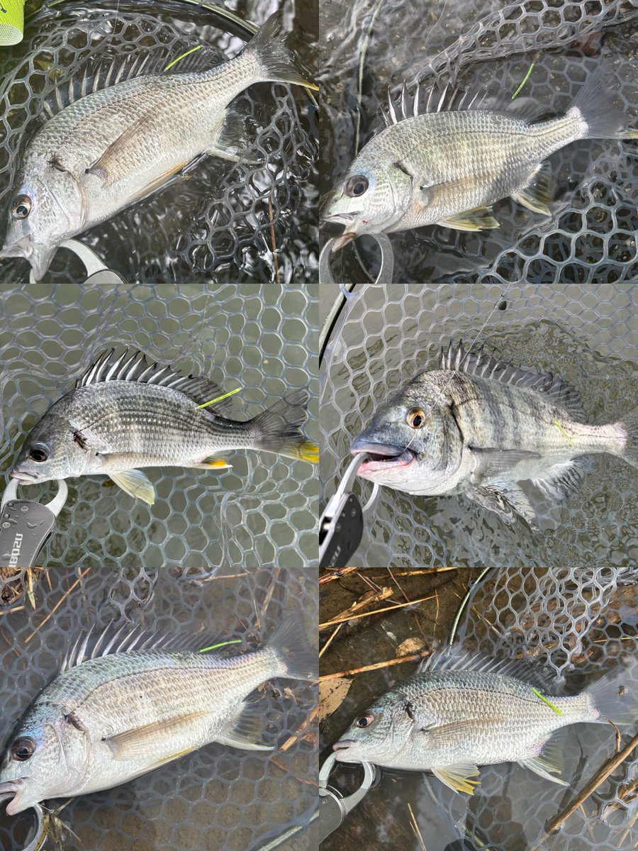 HN_315's tweet photo. 昨日の1ヶ月ぶりのチニング
のんびり3時から出撃
低気圧で魚が浮いてる感じだけど食う個体を探す
フィッシュグリップがダメになってるのか２枚タグ打ち前に逃走😅
忙しいのとタイミング悪く色々重なって釣りから遠のいてる https://t.co/0Fi0vfPhdr