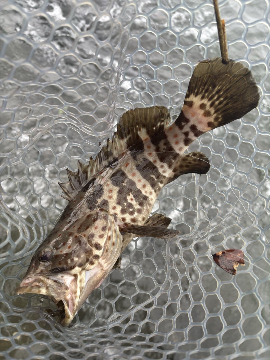 HN_315's tweet photo. 昨日の1ヶ月ぶりのチニング
のんびり3時から出撃
低気圧で魚が浮いてる感じだけど食う個体を探す
フィッシュグリップがダメになってるのか２枚タグ打ち前に逃走😅
忙しいのとタイミング悪く色々重なって釣りから遠のいてる https://t.co/0Fi0vfPhdr