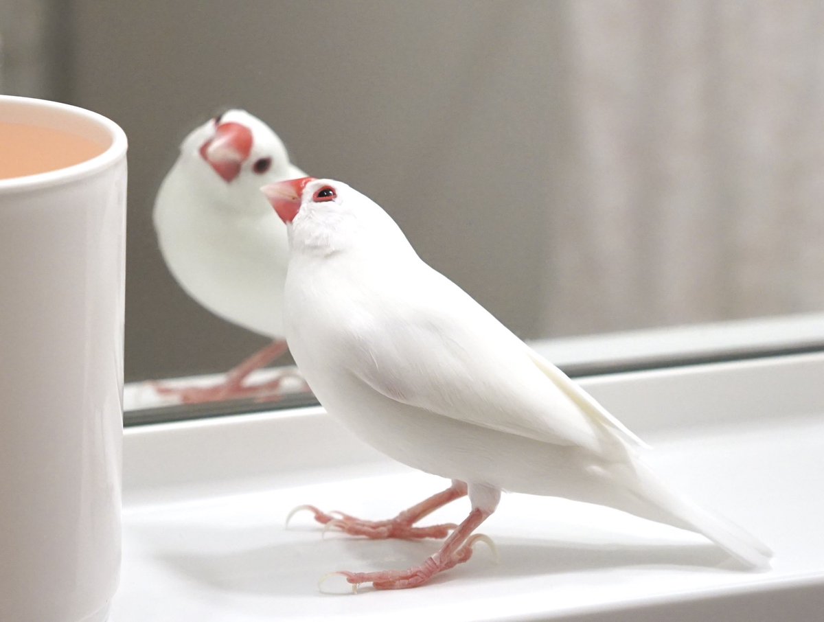 moimoibird's tweet photo. この写真が大好き
身だしなみチェック中の文鳥 https://t.co/ggoq6Rawpj