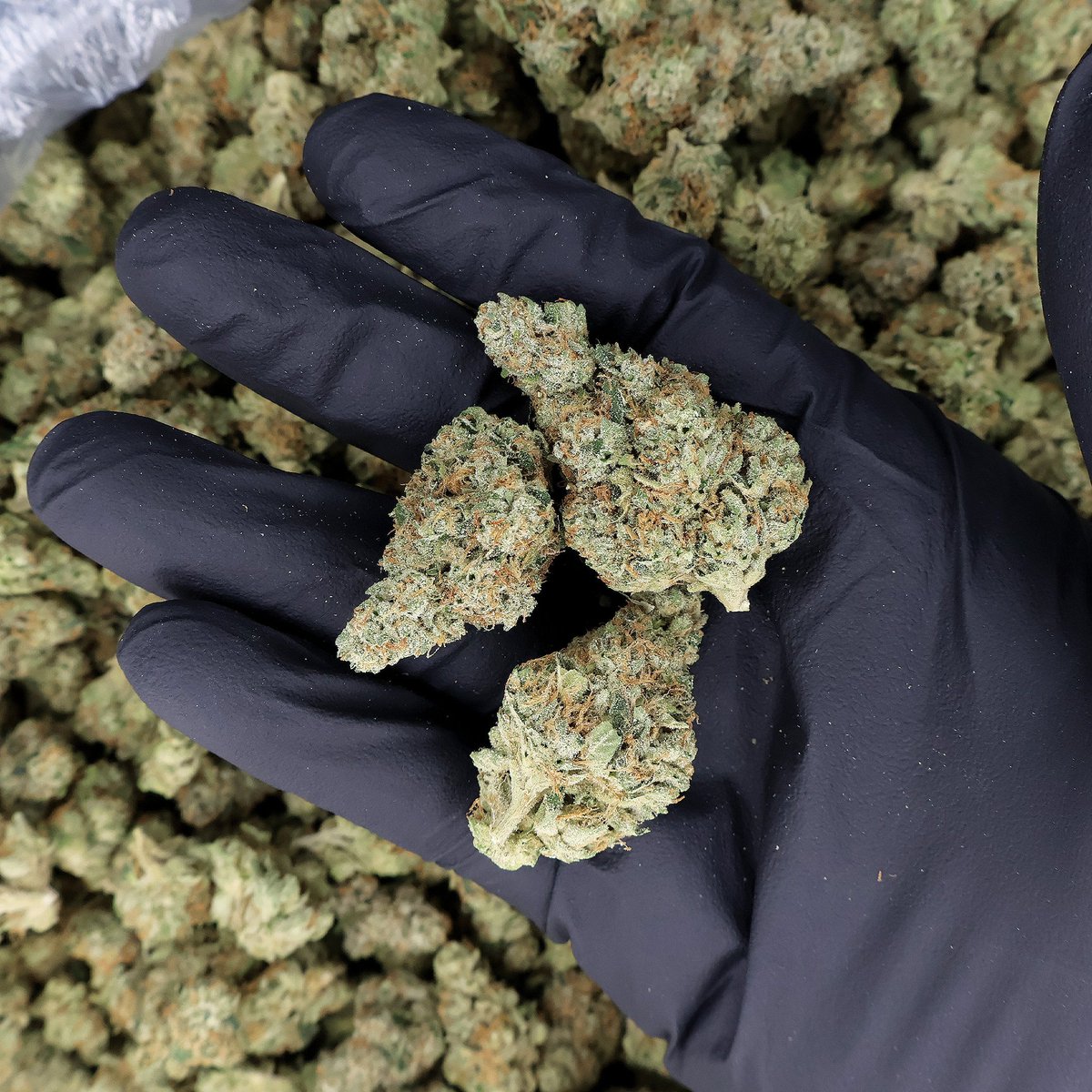 Belushi's Farm Oregon tweet media