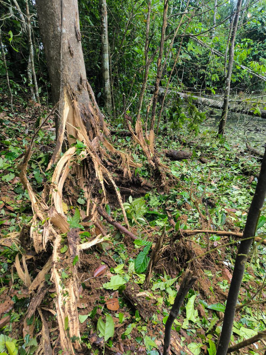 COL_EJERCITO's tweet photo. #LoÚltimo | Tropas del @ftc_omega neutralizaron y destruyeron controladamente dos artefactos explosivos improvisados en la vereda Las Juntas, zona rural de Calamar, Guaviare.

Estos elementos, atribuidos a la estructura residual de alias Iván Mordisco, representaban una amenaza para la población civil y la Fuerza Pública. Seguimos protegiendo la vida y debilitando las capacidades criminales de los grupos armados ilegales. 

#ContundenciaOperacional #SeguridadYDemocracia2026