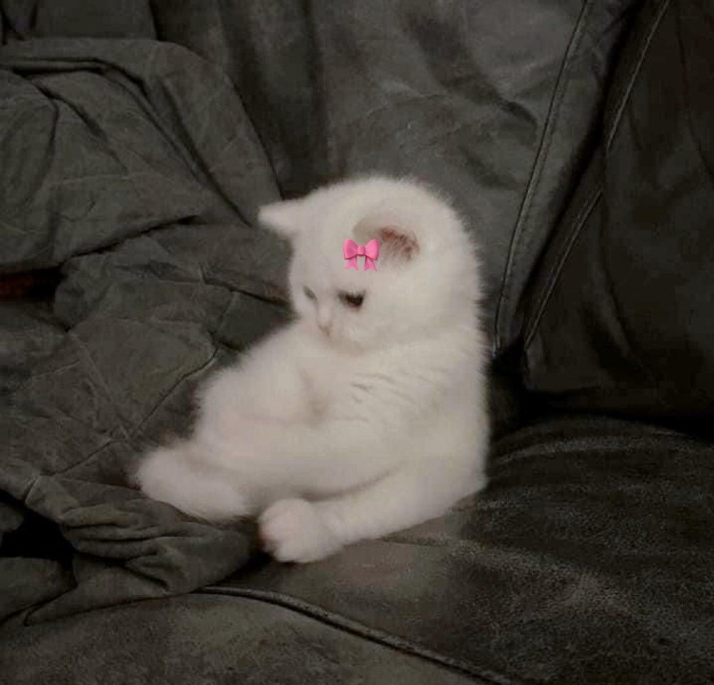 wowo8903's tweet photo. ตุ่วววววนิ่มๆ ✨😽
ย้งเล้กๆๆ ยุเยยย🎀😽 🌸🍼#sea_tawinan https://t.co/Zg8cu2bmO9