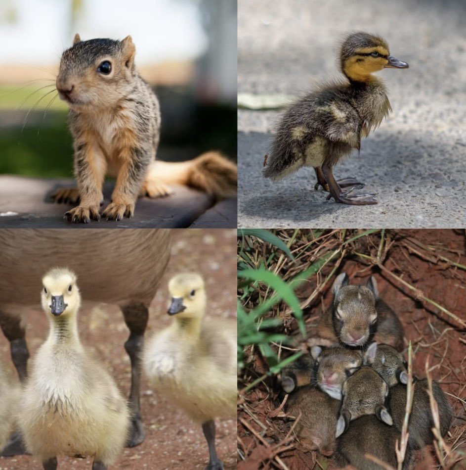 StoneVeterinary's tweet photo. If you find a baby animal alone, please leave it where you found it unless it is clearly injured, sick, or confirmed orphaned. In many cases, mom is nearby watching, feeding, caring for her baby, even if you don’t see her generally, they are not abandoned! https://t.co/VSrODMEGXr https://t.co/Y5RR1tsV8r