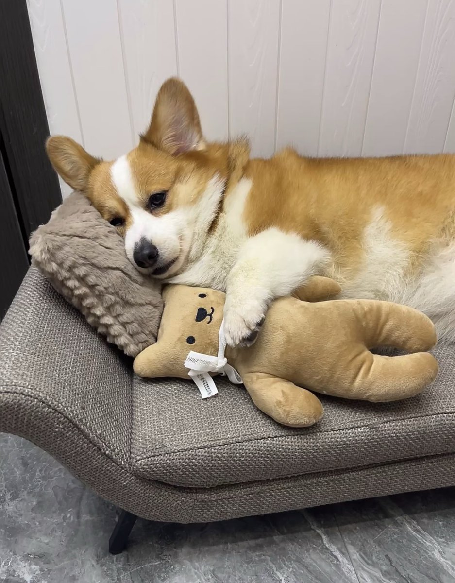 susclass's tweet photo. #犬のいる暮らしずっと一緒にいたい🐶 https://t.co/O0ncsLIu88