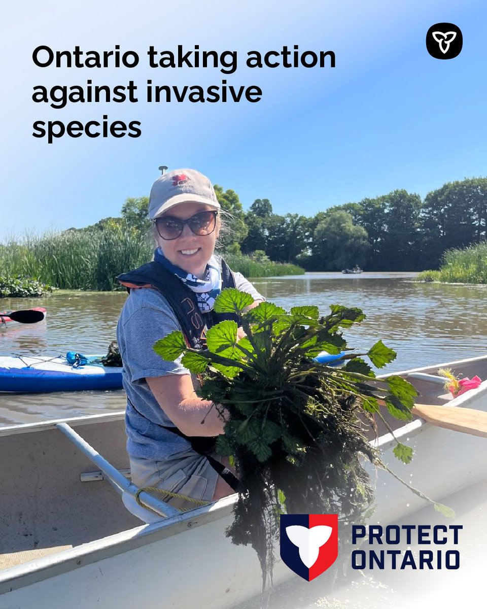 Woman holds an invasive aquatic plant while sitting in a canoe on a lake. Text reads “Ontario taking action against invasive species”.