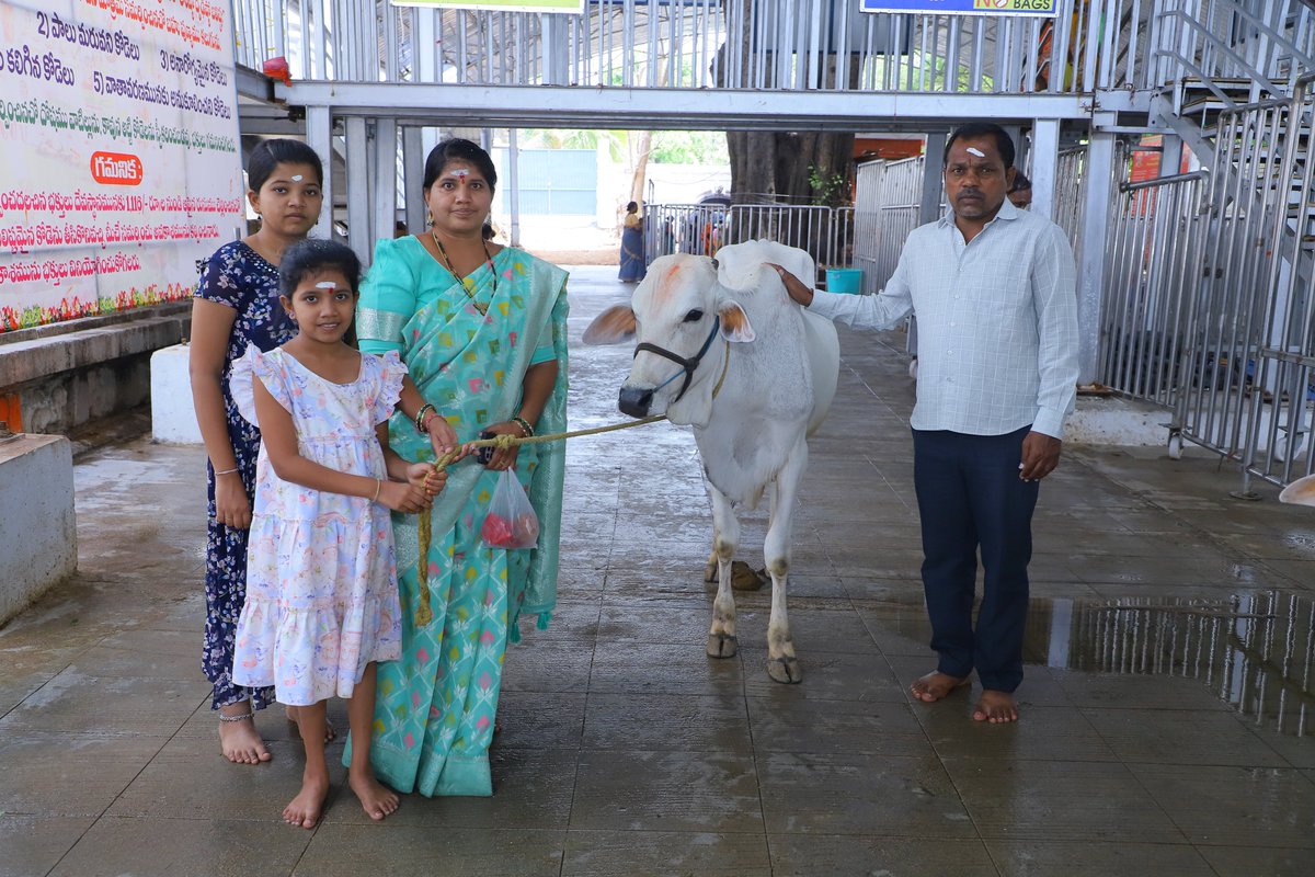 srrsdtemple's tweet photo. అమావాస్య సందర్భంగా వేములవాడ శ్రీ భీమేశ్వర స్వామి ఆలయంలో భక్తుల రద్దీ నెలకొంది. తెల్లవారుజాము నుంచే భక్తులు అధిక సంఖ్యలో తరలివచ్చి స్వామివారిని దర్శించుకుని అభిషేకాలు, అర్చనలు, దీపారాధనలు నిర్వహించి మొక్కులు చెల్లించుకున్నారు.భక్తులకు ఎలాంటి ఇబ్బందులు కలగకుండా దేవస్థానం అధికారులు https://t.co/zKtMa9rDaD