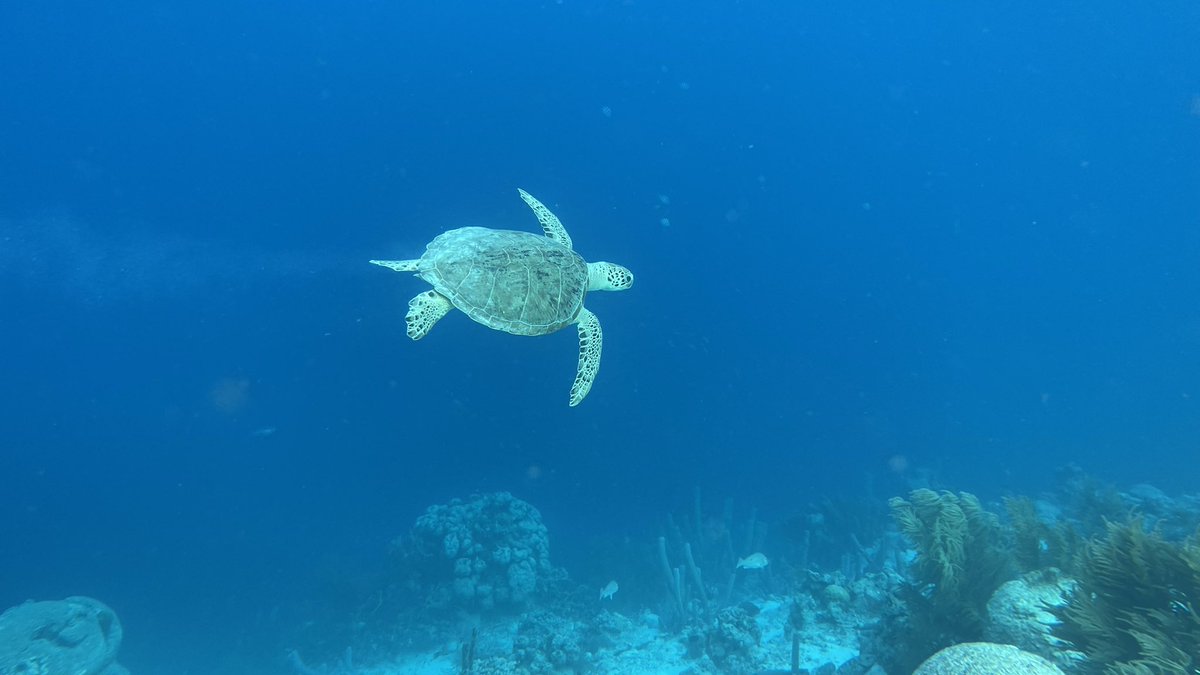triptimevacay's tweet photo. Loved Bonaire #cruiselife https://t.co/TwRnlYg6xS