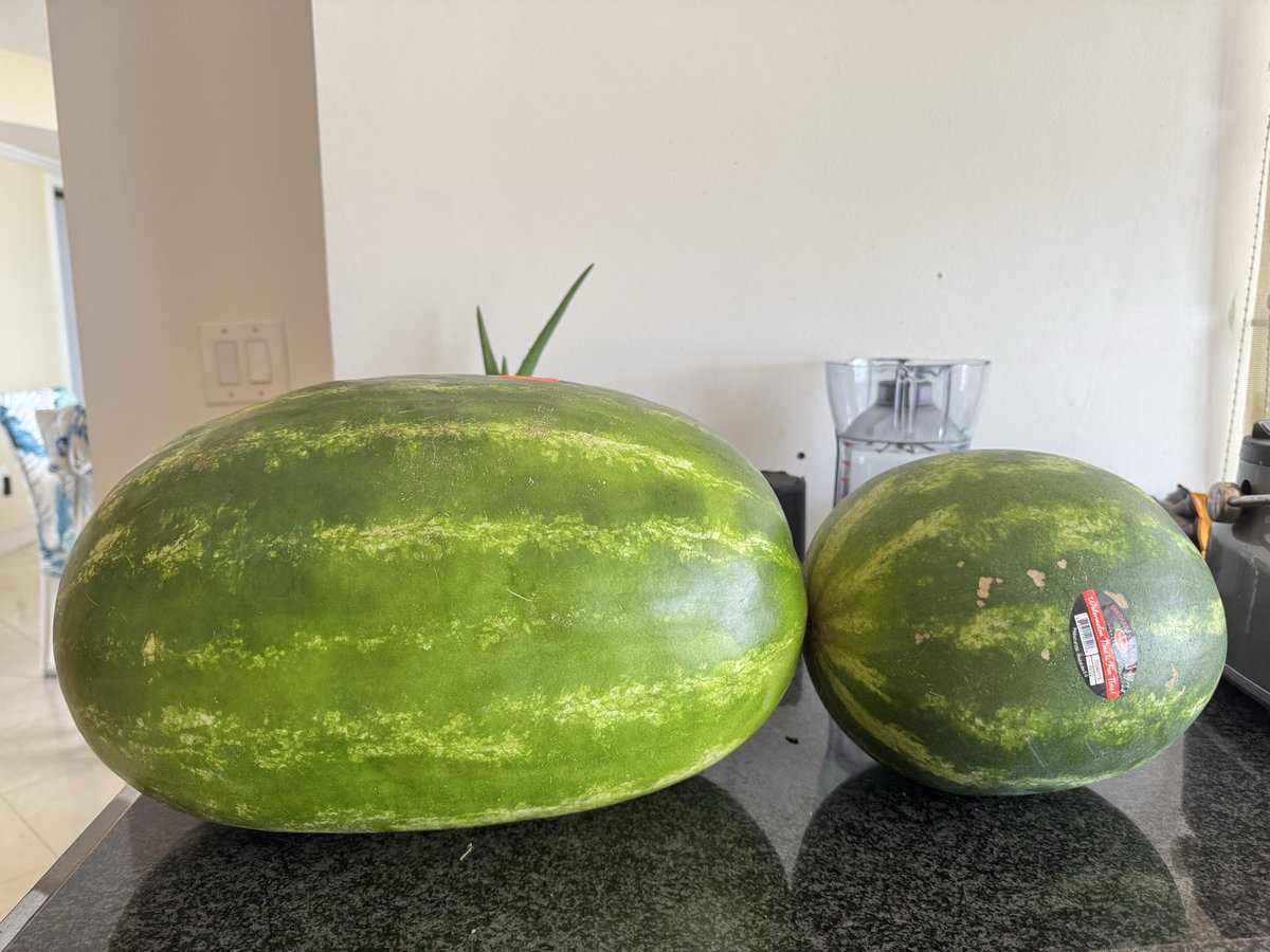 garryBetterHalf's tweet photo. Seeded vs seedless 🍉🍉🍉🍉🍉
What is the difference?
It’s not only size. 
It’s the time the watermelon is given to fully ripen, soak up soil’s nutrients and sunlight.
Seedless melons are STERILE and don't produce mature black seeds, though you may occasionally find soft, white seed coats.
Seeded melons contain mature black seeds which are actually packed with protein and beneficial fats, provided you chew or roast them.
How to choose a watermelon?🍉 

Look for a creamy-orange field spot, pick a melon that feels surprisingly heavy for its size, and tap it to listen for a deep, hollow sound.
Look for rough, brown, web-like lines or scars on the skin. This means bees pollinated the flower extensively, which usually means a sweeter melon.
The Stem: If the stem is still attached, look for a dry, woody, and brown stem. A bright green stem is a sign it was harvested prematurely
Avoid shiny watermelons.A ripe watermelon has a dull matte color.

Which one is Your favorite ❤️