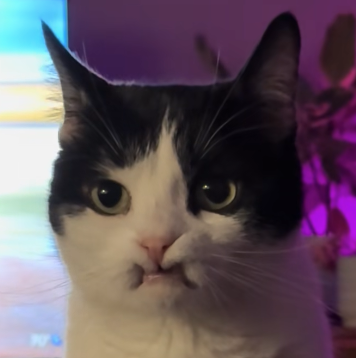 pinkdoby's tweet photo. My face when Orion is above 10M

7EnwPJ3TACqwW4v5ht2yXfaiU6yJ35RKpu93wakTpump https://t.co/GhIbj1a7H6