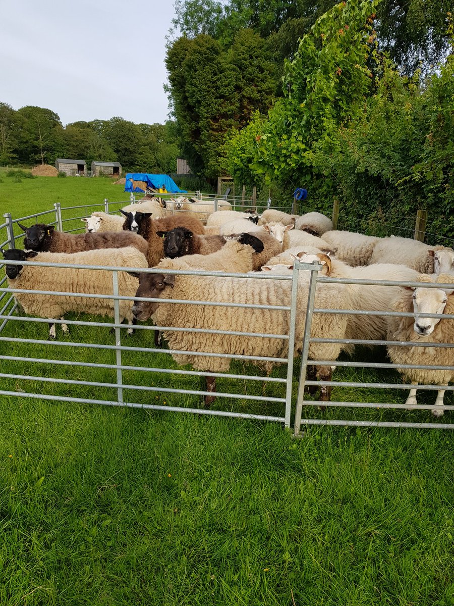 Irene Mackay#The Vegan Shepherdess tweet media
