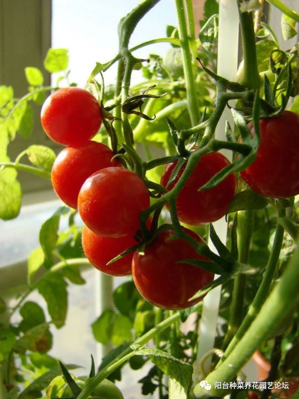 Immoscope's tweet photo. [Just tried @LocalFarm Fresh Cherry Tomatoes —burst with sun-ripened sweetness, zero watery aftertaste, game-changer for summer salads!  Will restock this weekend. #LocalEats #FoodFind] https://t.co/OGta8SNfWI